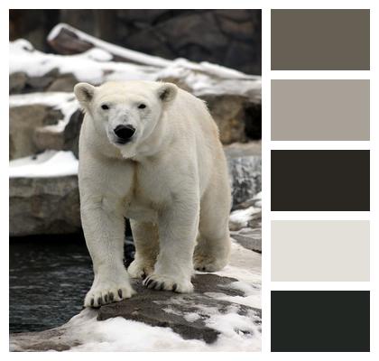 Polar Bear Winter Snow Image